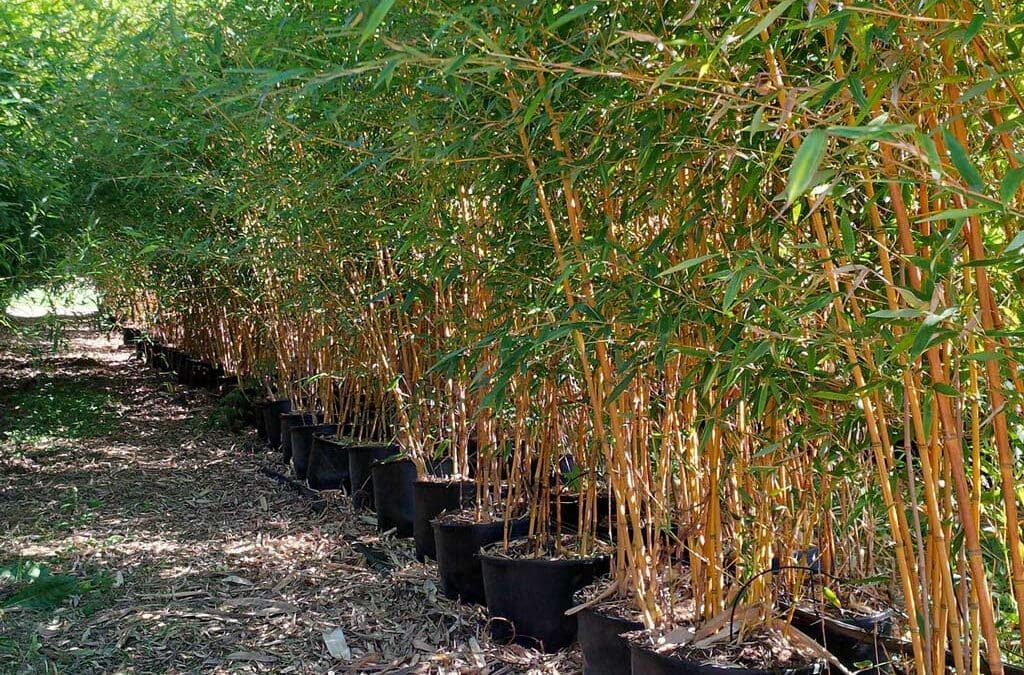 Phyllostachys aureosultaca aureocaulis