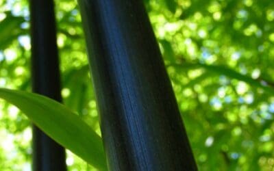 Phyllostachys nigra