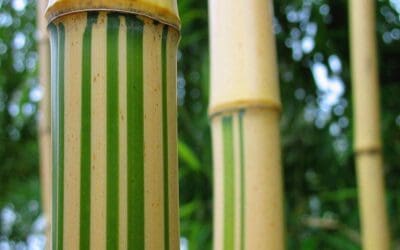 Phyllostachys vivax aureocaulis