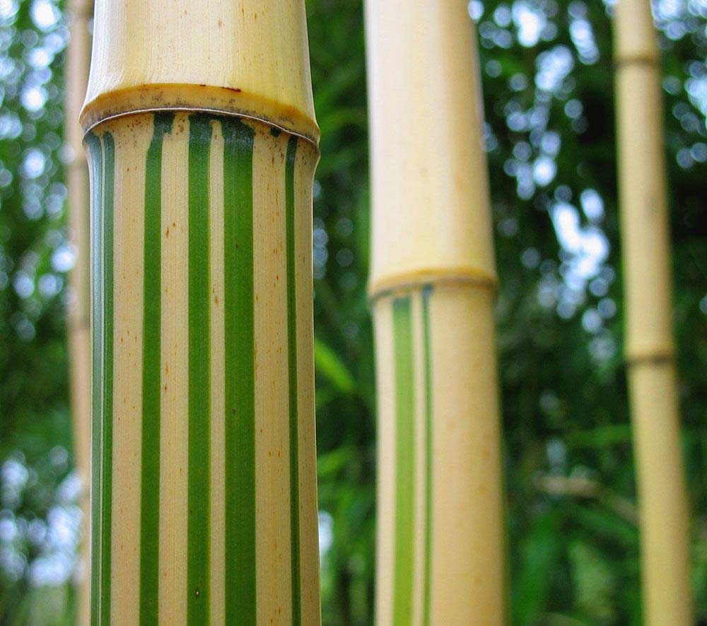 Phyllostachys vivax aureocaulis