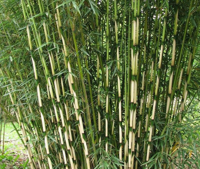 Fargesia robusta pingwu