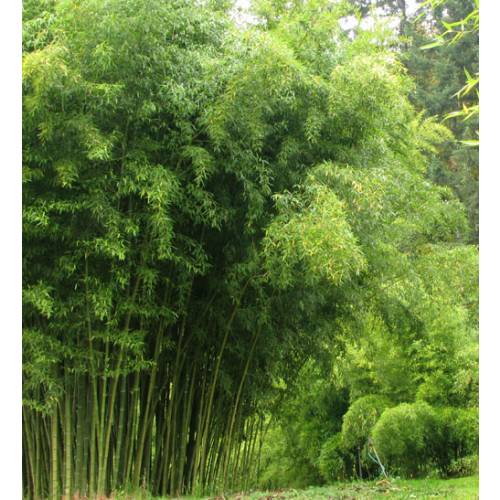 Phyllostachys atrovaginata