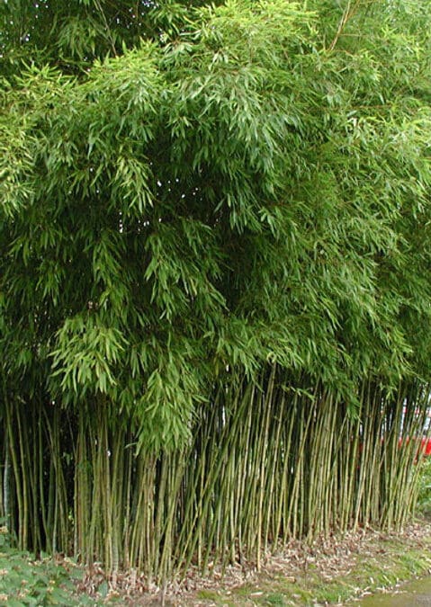 Phyllostachys aurea