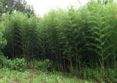 Phyllostachys aureosultaca alata