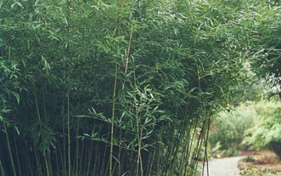 Phyllostachys bissetii