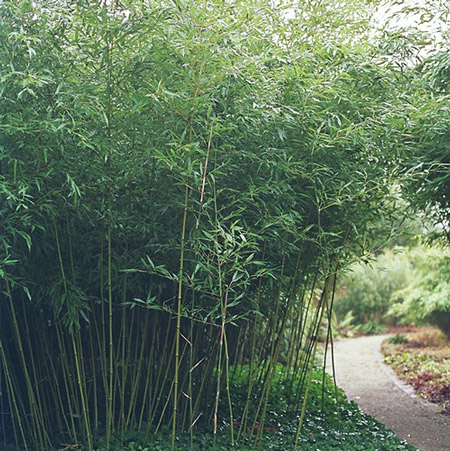 Phyllostachys bissetii