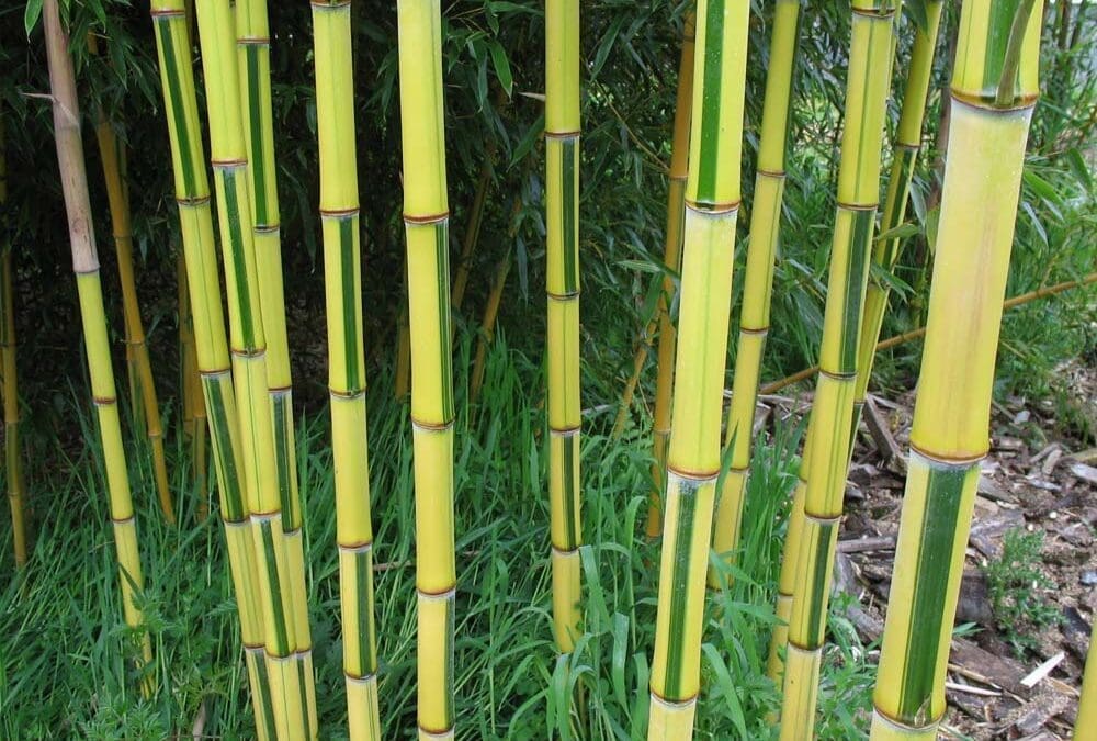 Phyllostachys aureosultaca spectabilis