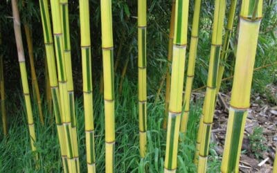 Phyllostachys aureosultaca spectabilis